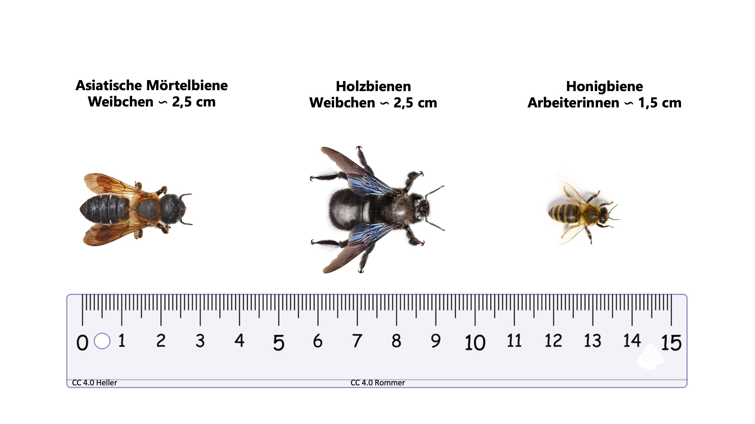 Identification chart - BeeRadar