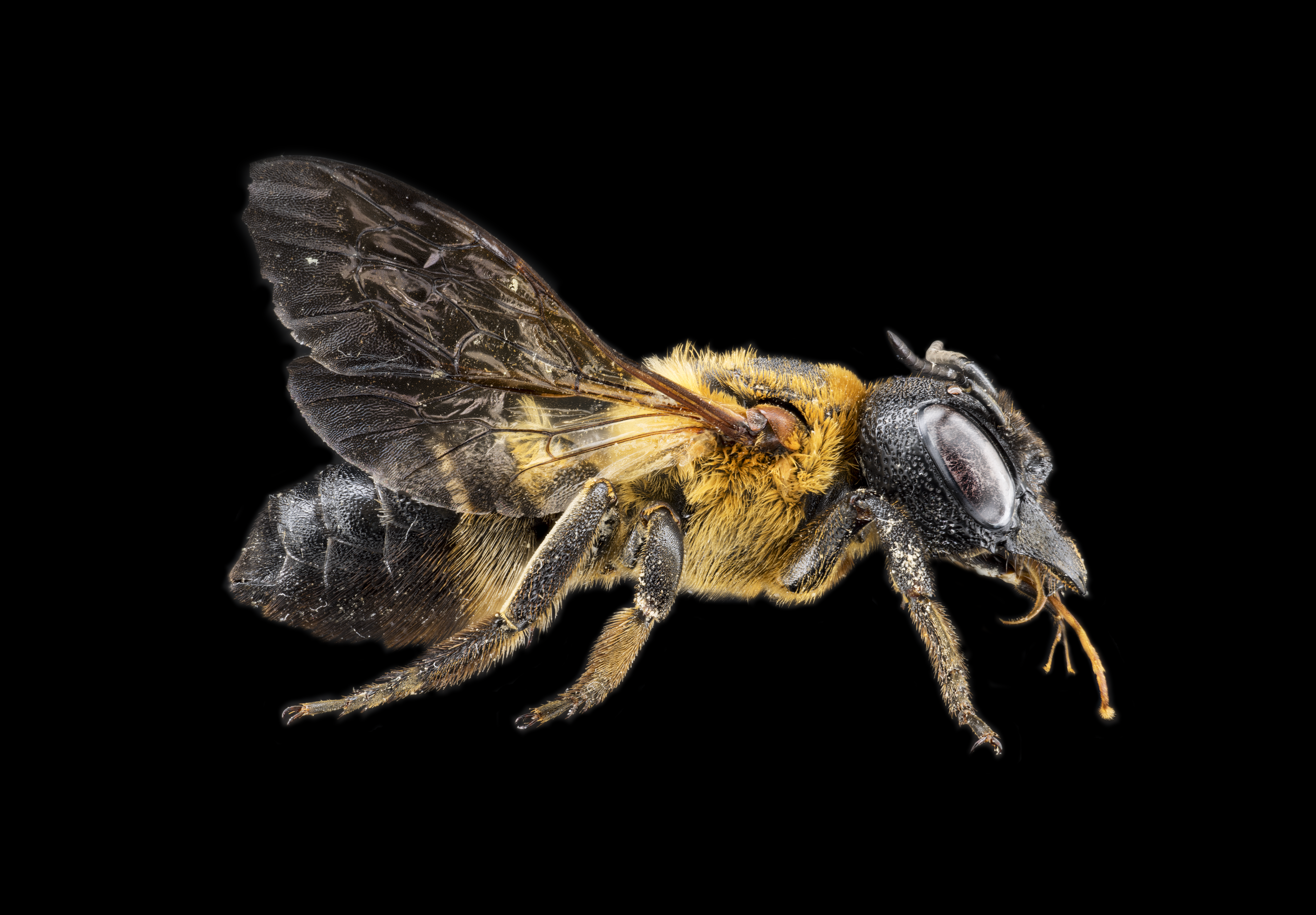 Megachile female (lateral) copy